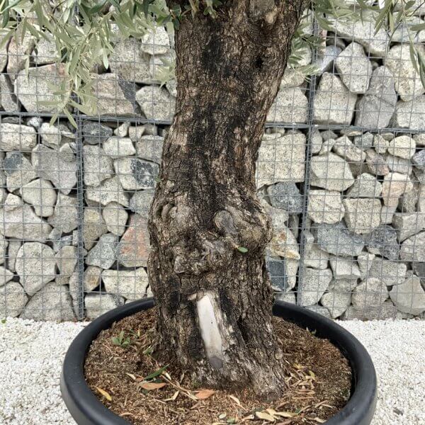 Gnarled Olive Tree J663 - Image 3