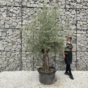 Gnarled Olive Tree J680