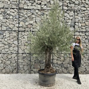 Gnarled Olive Tree J673