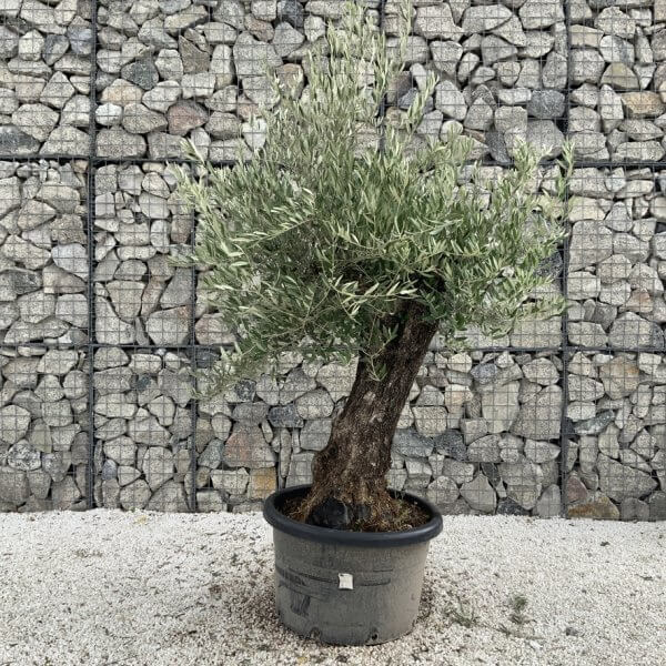 Gnarled Olive Tree J710 - Image 2