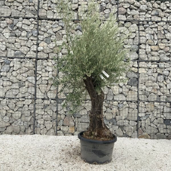 Gnarled Olive Tree J689 - Image 2