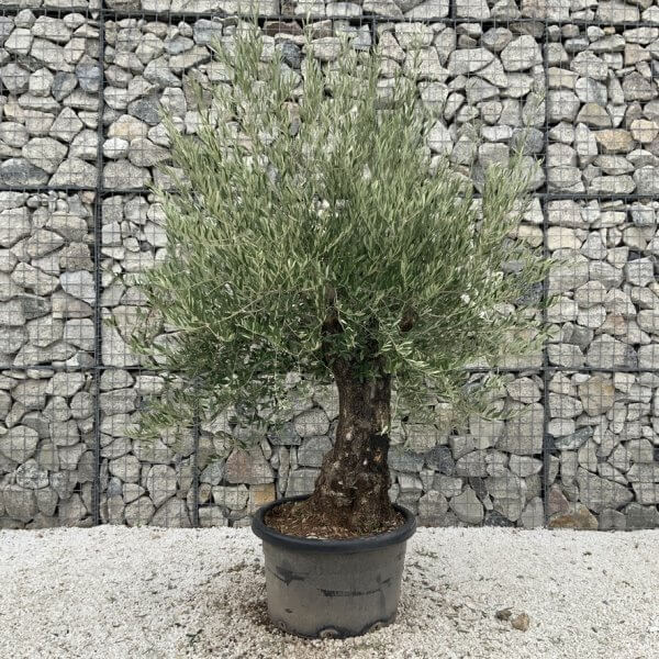 Gnarled Olive Tree J762 - Image 2