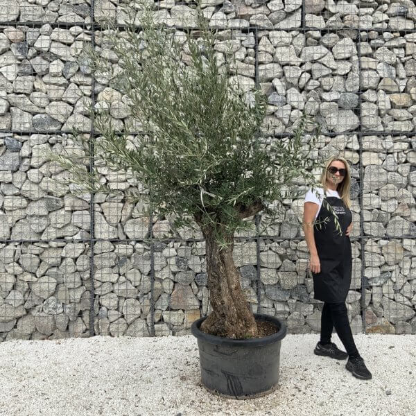 Gnarled Olive Tree J683