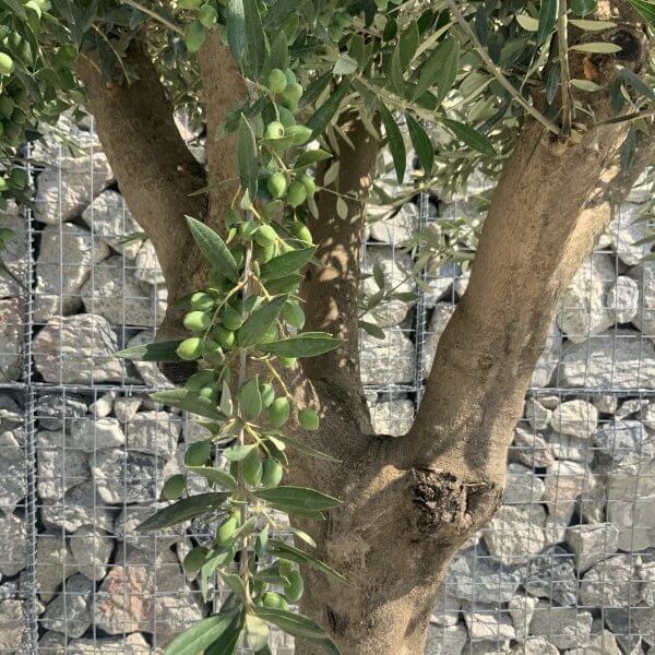 Olive Tree Tuscan Multi Stem Chunky Trunk J777 - Image 3