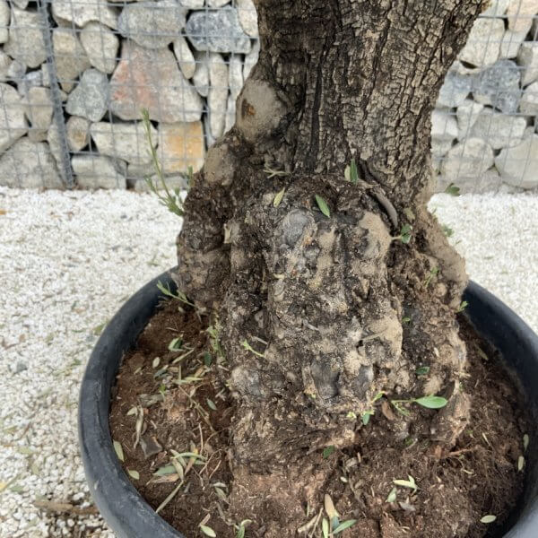 Gnarled Olive Tree J766 - Image 3
