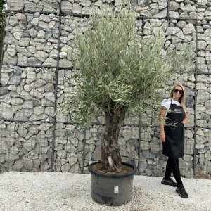 Gnarled Olive Tree J663