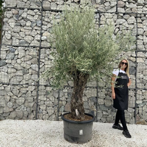 Gnarled Olive Tree J663