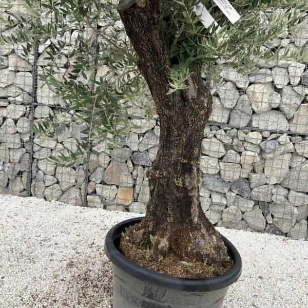 Gnarled Olive Tree J689 - Image 3