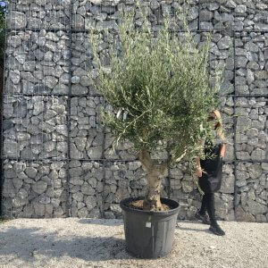 Olive Tree Tuscan Multi Stem Chunky Trunk J767