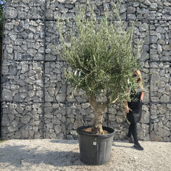 Olive Tree Tuscan Multi Stem Chunky Trunk J767