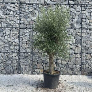 Olive Tree Tuscan Chunky Trunk  J782