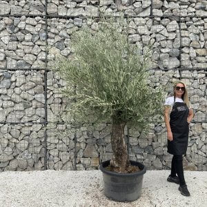 Gnarled Olive Tree J692