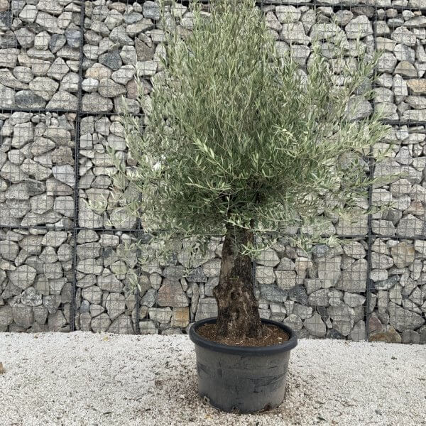 Gnarled Olive Tree J715 - Image 2