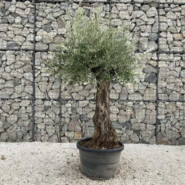 Gnarled Olive Tree J713 - Image 2