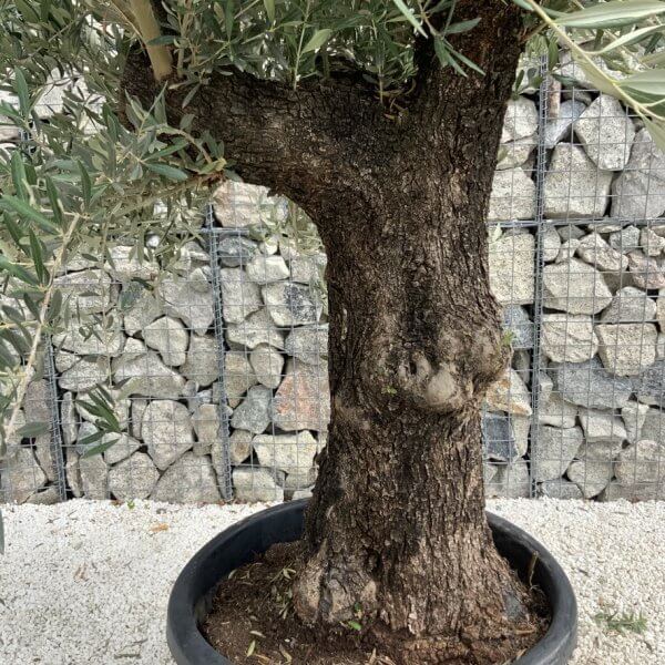 Gnarled Olive Tree J733 - Image 3