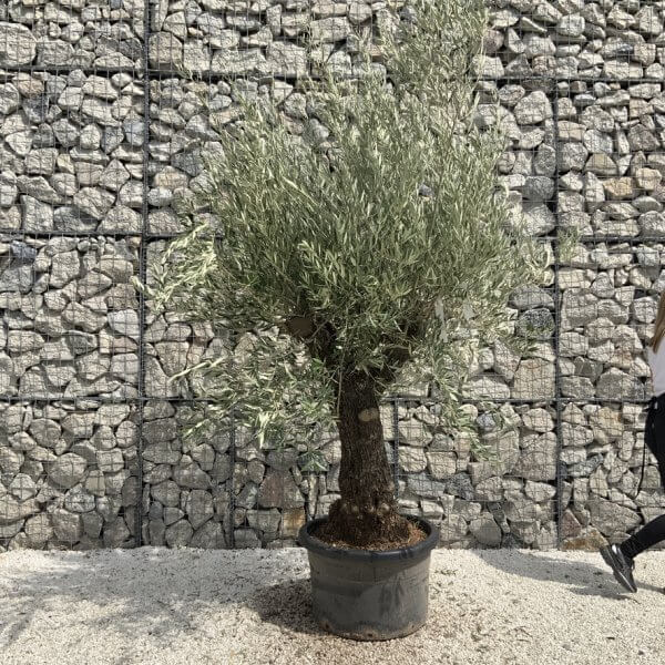 Gnarled Olive Tree J752 - Image 2
