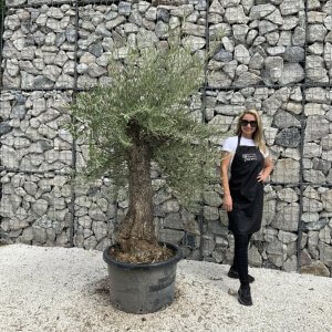 Gnarled Olive Tree J740