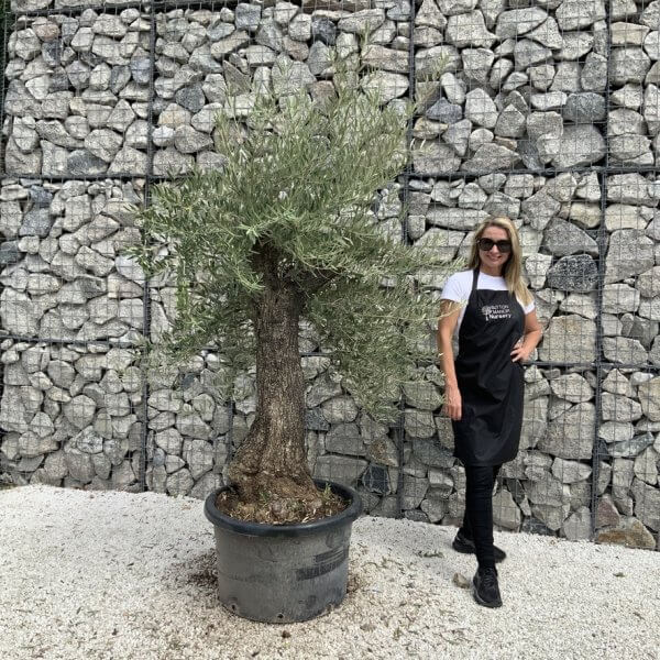 Gnarled Olive Tree J740