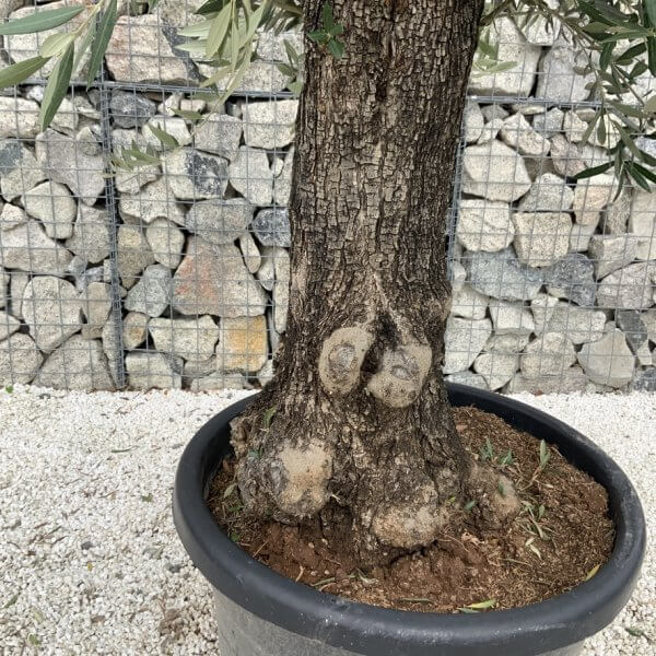 Gnarled Olive Tree J685 - Image 3