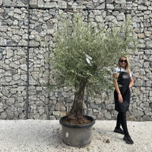 Gnarled Olive Tree J732