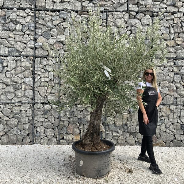 Gnarled Olive Tree J732