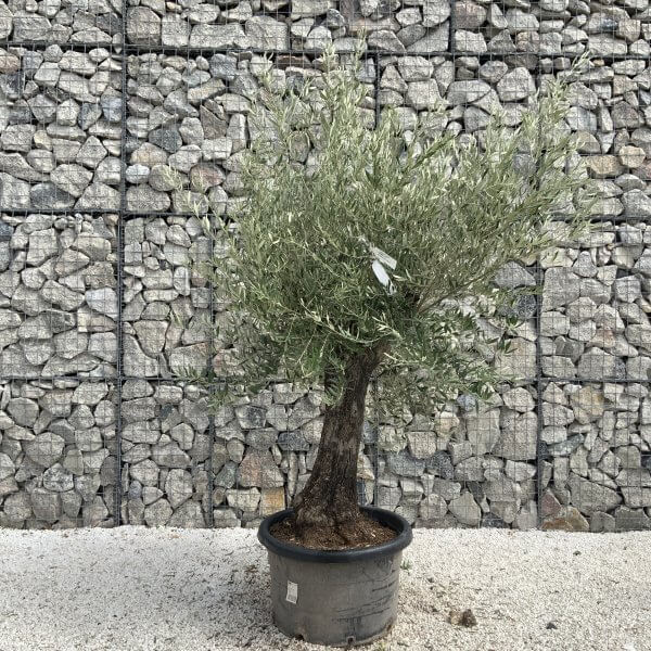 Gnarled Olive Tree J732 - Image 2