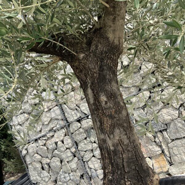 Gnarled Olive Tree J732 - Image 3