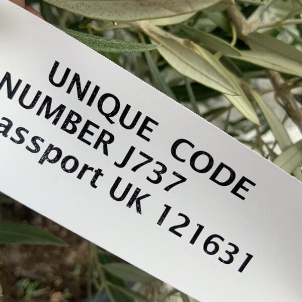 Gnarled Olive Tree J737 - Image 4