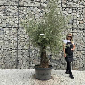 Gnarled Olive Tree J737