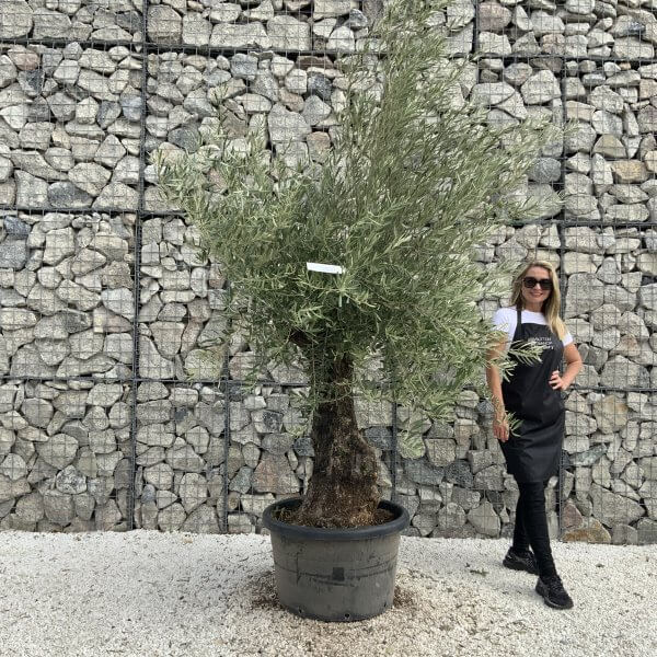 Gnarled Olive Tree J737
