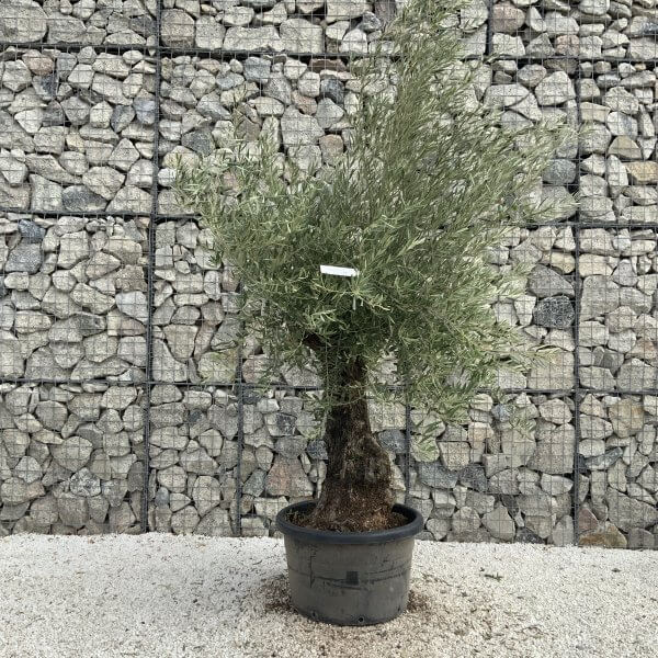 Gnarled Olive Tree J737 - Image 2