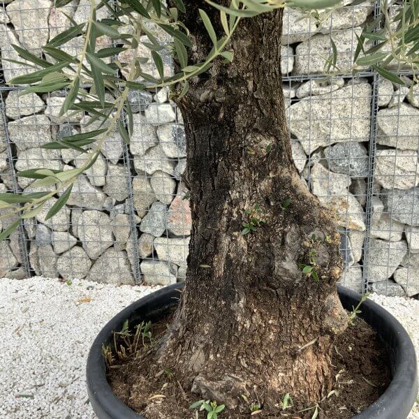 Gnarled Olive Tree J737 - Image 3