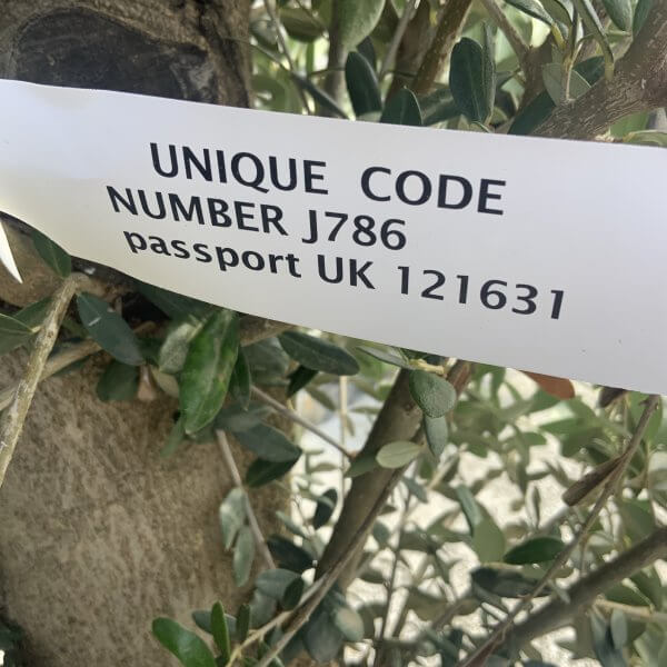 Olive Tree Tuscan Chunky Trunk  J786 - Image 4