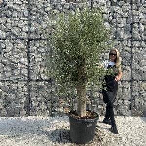 Olive Tree Tuscan Chunky Trunk  J786