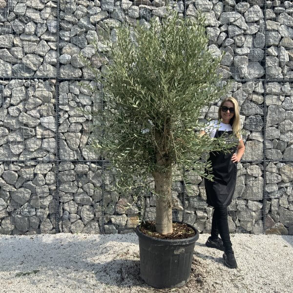 Olive Tree Tuscan Chunky Trunk  J786