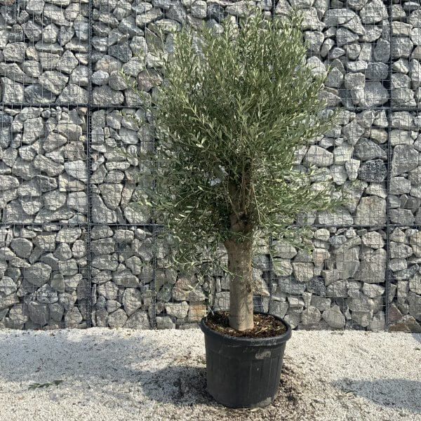 Olive Tree Tuscan Chunky Trunk  J786 - Image 2