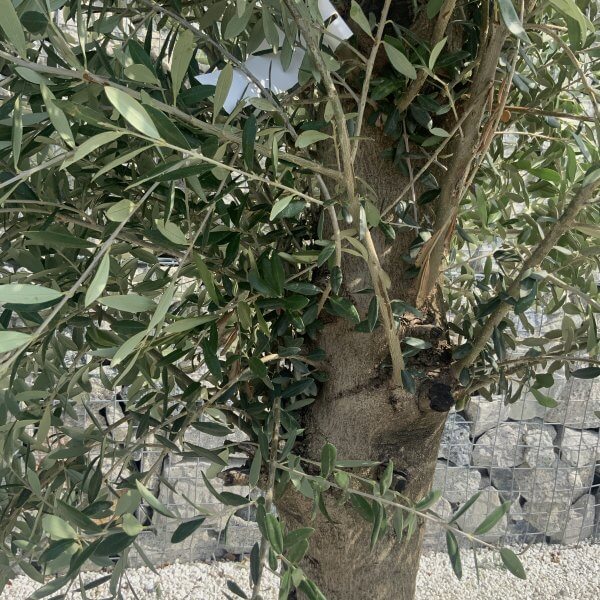 Olive Tree Tuscan Chunky Trunk  J786 - Image 3