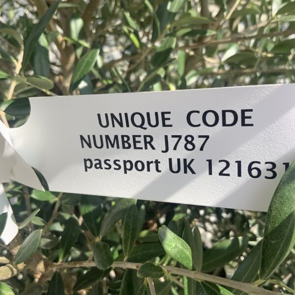 Olive Tree Tuscan Chunky Trunk  J787 - Image 4