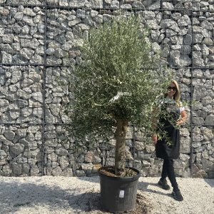 Olive Tree Tuscan Chunky Trunk  J787