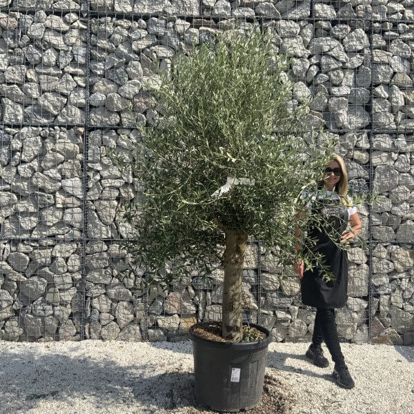 Olive Tree Tuscan Chunky Trunk  J787