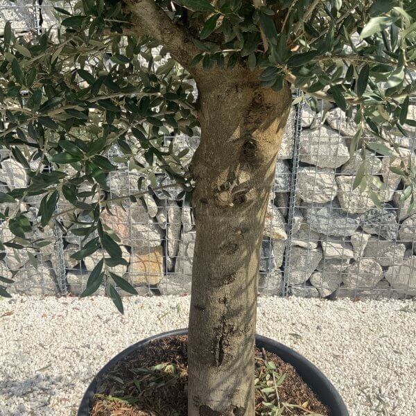 Olive Tree Tuscan Chunky Trunk  J787 - Image 3