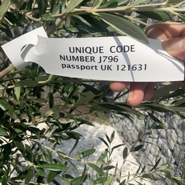 Olive Tree Tuscan Chunky Trunk  J796 - Image 4