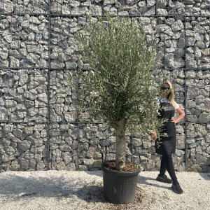 Olive Tree Tuscan Chunky Trunk  J796