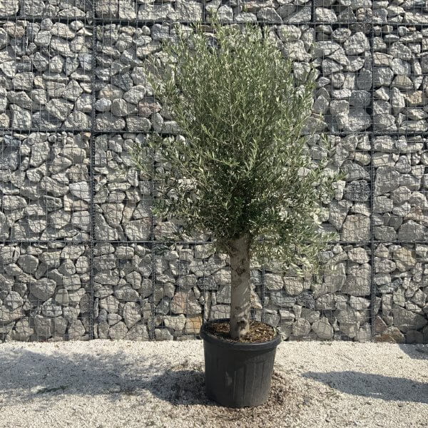 Olive Tree Tuscan Chunky Trunk  J796 - Image 2