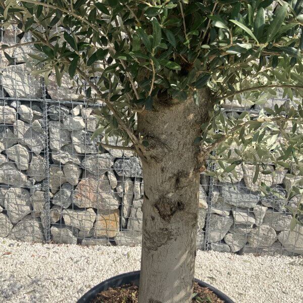 Olive Tree Tuscan Chunky Trunk  J796 - Image 3