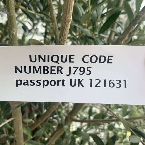 Olive Tree Tuscan Chunky Trunk  J795 - Image 4