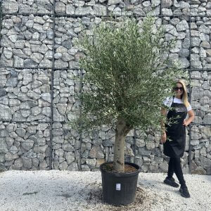 Olive Tree Tuscan Chunky Trunk  J795