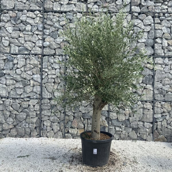 Olive Tree Tuscan Chunky Trunk  J795 - Image 2