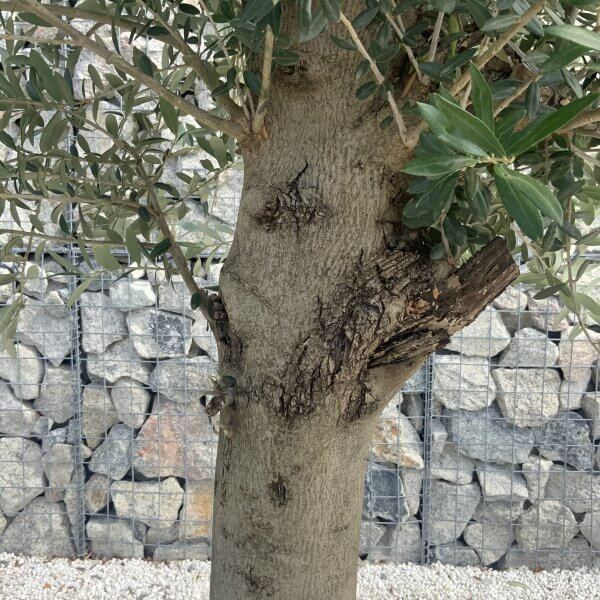 Olive Tree Tuscan Chunky Trunk  J795 - Image 3