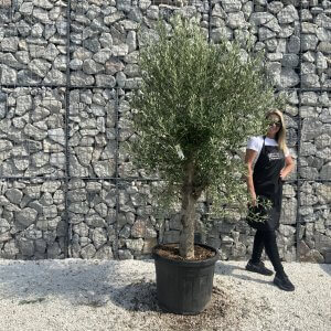 Olive Tree Tuscan Chunky Trunk  J794